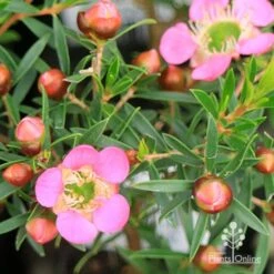 Leptospermum Tickled Pink -Outdoor Garden Care apo tickled pink leptospermum flower buds 1