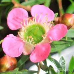Leptospermum Tickled Pink -Outdoor Garden Care apo tickled pink leptospermum flower closeup 1