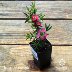 Leptospermum Tickled Pink -Outdoor Garden Care apo tickled pink leptospermum tubestock flowering