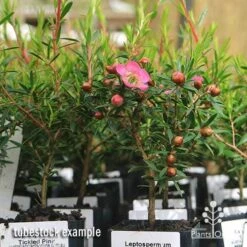 Leptospermum Tickled Pink -Outdoor Garden Care apo tickled pink leptospermum tubestock plants 1
