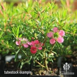 Leptospermum Tickled Pink -Outdoor Garden Care apo tickled pink tubestock 3 flowers 1