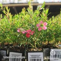 Leptospermum Tickled Pink -Outdoor Garden Care apo tickled pink tubestock flowers 1