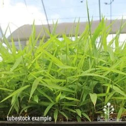 Tiger Grass - Thysanolaena -Outdoor Garden Care apo tiger grass tray of tubestock