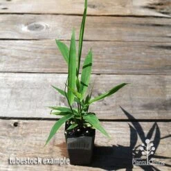 Tiger Grass - Thysanolaena -Outdoor Garden Care apo tiger grass tubestock top