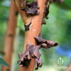 Tristaniopsis Luscious - Water Gum 29 Tristaniopsis Luscious - Water Gum -Outdoor Garden Care apo tristaniopsis bark peel