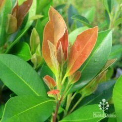 Tristaniopsis Luscious - Water Gum 22 Tristaniopsis Luscious - Water Gum -Outdoor Garden Care apo tristaniopsis luscious winter new leaf