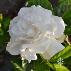 Gardenia True Love -Outdoor Garden Care apo true love gardenia full open
