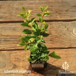 Acmena Allyn Magic 14 Acmena Allyn Magic -Outdoor Garden Care apo tubestock allyn magic green top