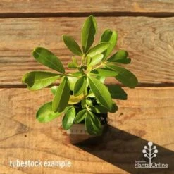 Choisya - Mexican Orange Blossom -Outdoor Garden Care apo tubestock choisya top
