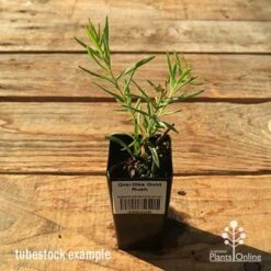 Grevillea Gold Rush -Outdoor Garden Care apo tubestock grevillea gold rush