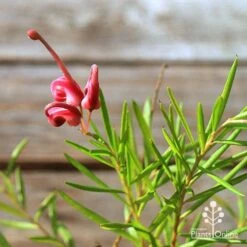 Grevillea Liliane -Outdoor Garden Care apo tubestock grevillea liliane flower close