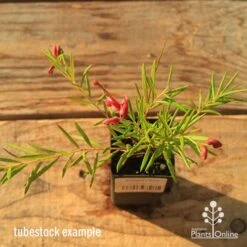 Grevillea Liliane -Outdoor Garden Care apo tubestock grevillea liliane top
