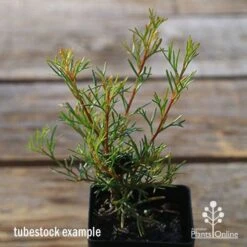 Grevillea Mini Marvel 27 Grevillea Mini Marvel -Outdoor Garden Care apo tubestock grevillea mini marvel close