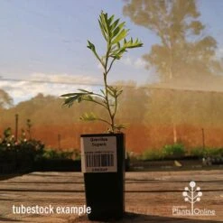 Grevillea Superb -Outdoor Garden Care apo tubestock grevillea superb side