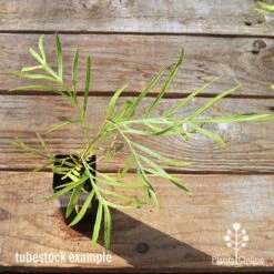 Grevillea Yamba Sunshine 13 Grevillea Yamba Sunshine -Outdoor Garden Care apo tubestock grevillea yamba sunshine top