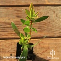 Leucadendron Gold Strike -Outdoor Garden Care apo tubestock leucadendron gold strike