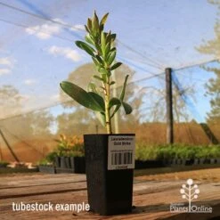 Leucadendron Gold Strike -Outdoor Garden Care apo tubestock leucadendron gold strike sky