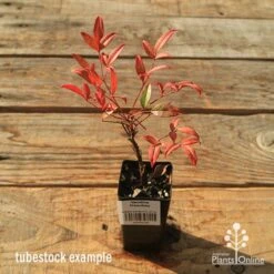 Nandina Moonbay -Outdoor Garden Care apo tubestock nandina moonbay