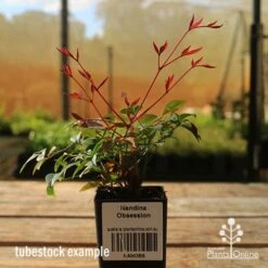 Nandina Obsession -Outdoor Garden Care apo tubestock obsession