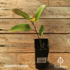 Elaeocarpus Prima Donna - Blueberry Ash 20 Elaeocarpus Prima Donna - Blueberry Ash -Outdoor Garden Care apo tubestock prima donna