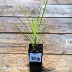 Lomandra Tanika -Outdoor Garden Care apo tubestock tanika