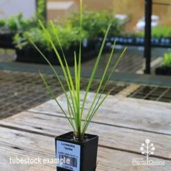 Lomandra Tanika -Outdoor Garden Care apo tubestock tanika side
