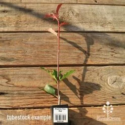 Photinia Thin Red -Outdoor Garden Care apo tubestock thin red tall