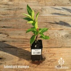 Tibouchina Allure -Outdoor Garden Care apo tubestock tibouchina allure