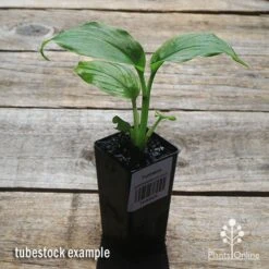 Turmeric 12 Turmeric -Outdoor Garden Care apo turmeric tubestock plant