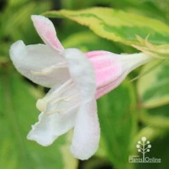 Weigela Variegated -Outdoor Garden Care apo variegated weigela bud