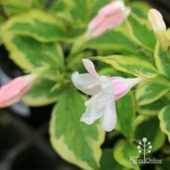 Weigela Variegated -Outdoor Garden Care apo variegated weigela buds
