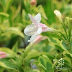Weigela Variegated -Outdoor Garden Care apo variegated weigela flower close