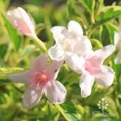 Weigela Variegated -Outdoor Garden Care apo variegated weigela flowers