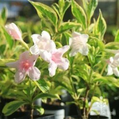 Weigela Variegated -Outdoor Garden Care apo variegated weigela tubestock flower