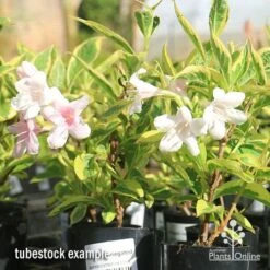Weigela Variegated -Outdoor Garden Care apo variegated weigela tubestock flowering