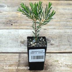 Chamelaucium MY SWEET 16™ - Waxflower -Outdoor Garden Care apo wax sweet 16