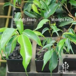 Ficus Benjamina Midnight Beauty - Weeping Fig 14 Ficus Benjamina Midnight Beauty - Weeping Fig -Outdoor Garden Care apo weeping fig leaf size