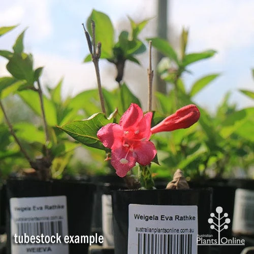 Weigela Eva Rathke 8 Weigela Eva Rathke - Image 8