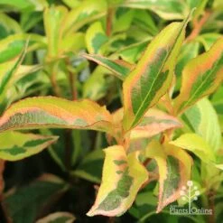 Weigela Variegated -Outdoor Garden Care apo weigela variegated colour