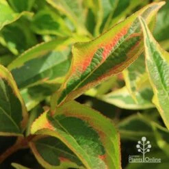 Weigela Variegated -Outdoor Garden Care apo weigela variegated colour2