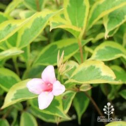 Weigela Variegated -Outdoor Garden Care apo weigela variegated flower leaf