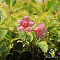 Weigela Variegated -Outdoor Garden Care apo weigela variegated flowers