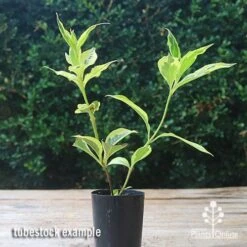 Weigela Variegated -Outdoor Garden Care apo weigela variegated tubetock