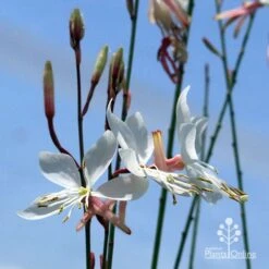 Gaura White 18 Gaura White -Outdoor Garden Care apo white gaura blue sky