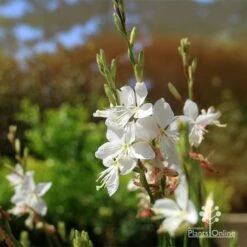 Gaura White 17 Gaura White -Outdoor Garden Care apo white gaura flowers2