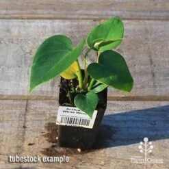 Anthurium White Winner -Outdoor Garden Care apo white winner tubestock top