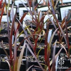 Crinum Wine Time - Swamp Lily -Outdoor Garden Care apo wine time tubestocks and fly