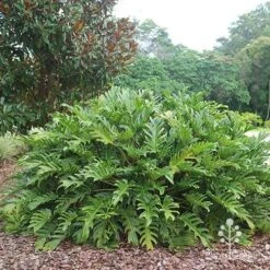 Philodendron Xanadu 21 Philodendron Xanadu -Outdoor Garden Care apo xanadu mature