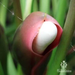 Philodendron Xanadu 17 Philodendron Xanadu -Outdoor Garden Care apo xanadu mature flowerbud