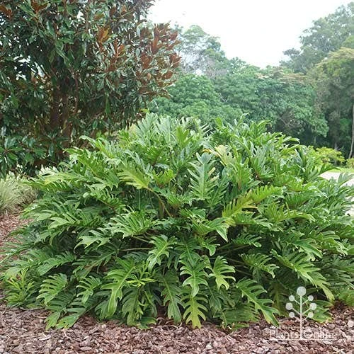 Philodendron Xanadu 11 Philodendron Xanadu - Image 11